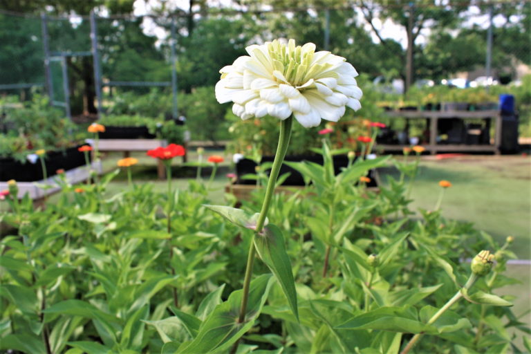 Forrest Nature Center gardens