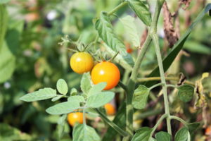 Forrest Nature Center gardens