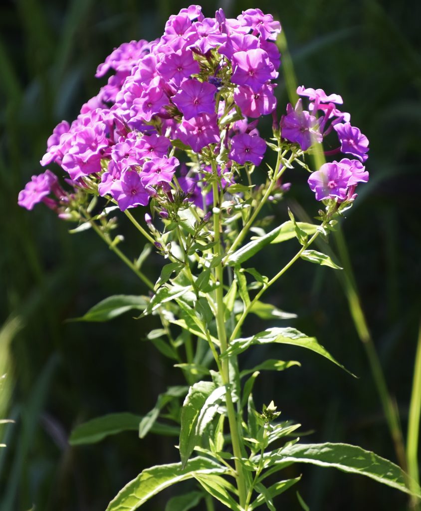 Summer Phlox at Lumberton Meadow