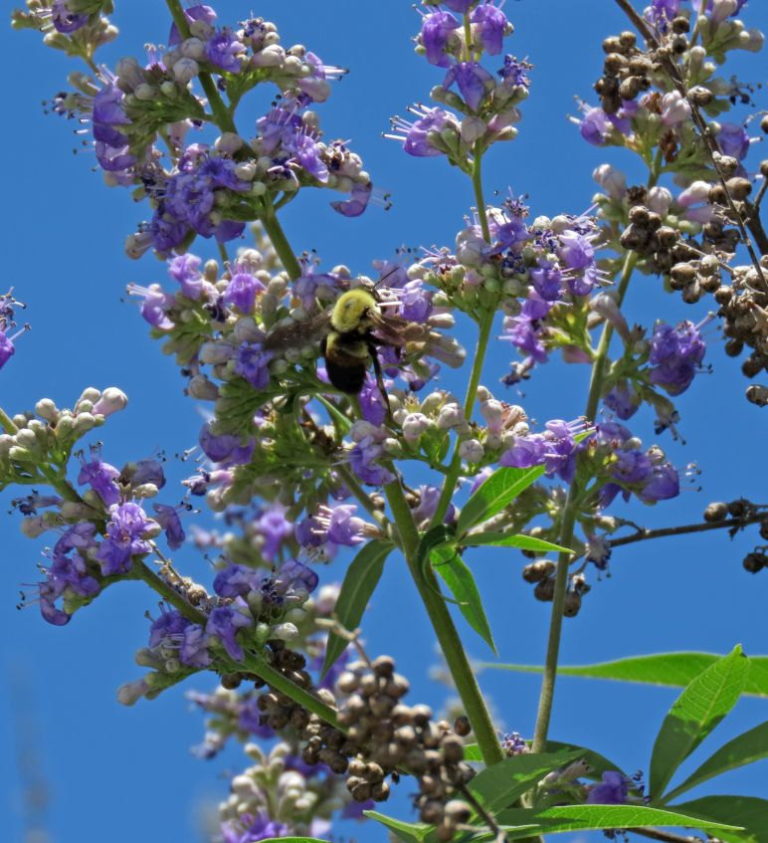Vitex flowers and bee