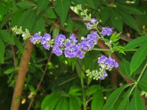 Vitex closeup