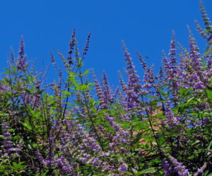 Vitex flower spikes