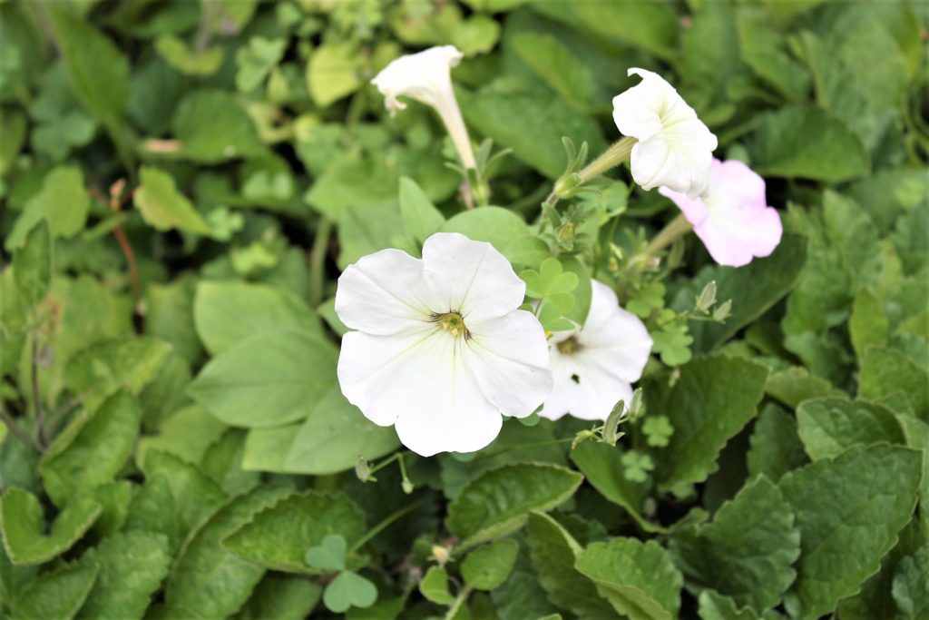 Courtyard 10 garden - petunias