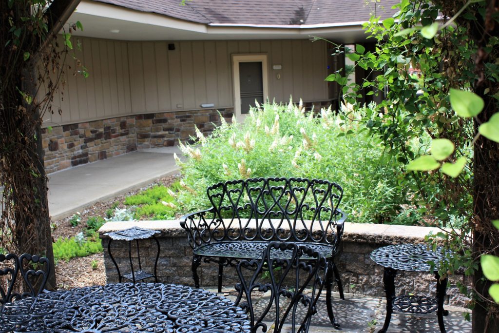 Courtyard 10 garden - buddleia