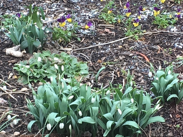 Galanthus in bloom