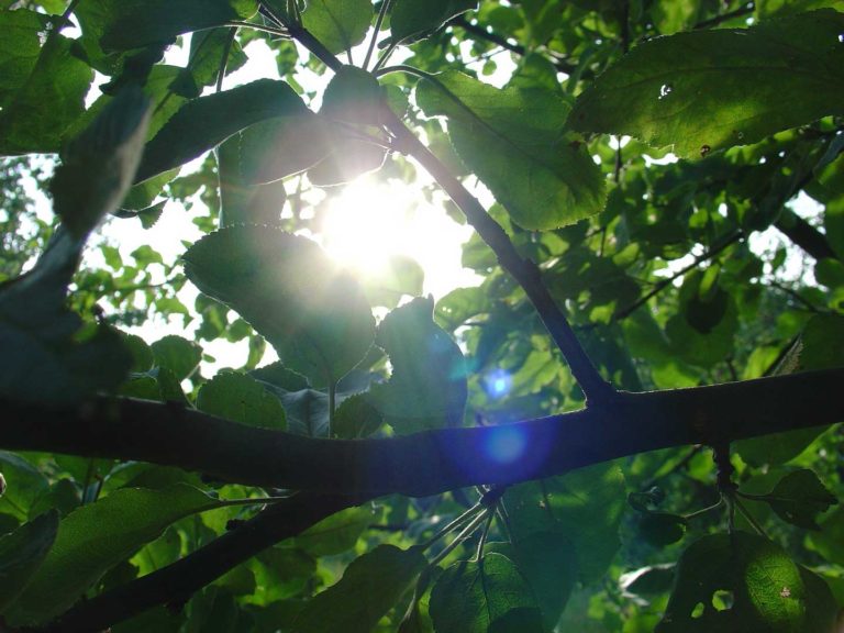 Sun through trees