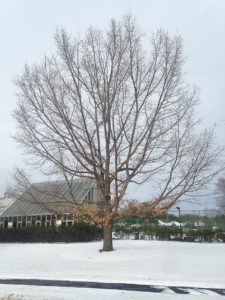 Winter tree