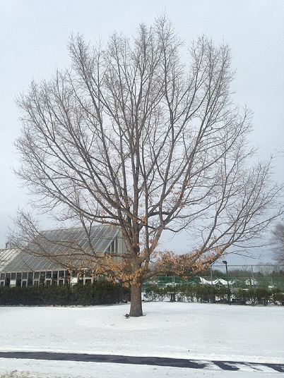 January 17, 2022 – Winter Trees – Barton Arboretum and Nature Preserve