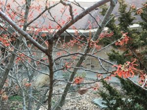 Witch Hazel in bloom