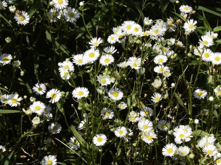 Common Fleabane