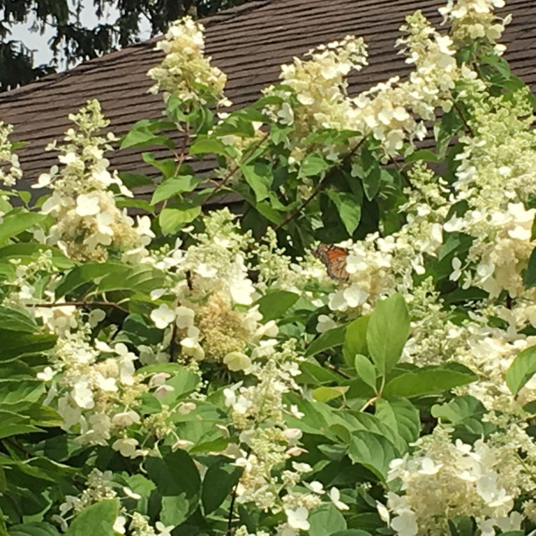 Panicle Hydrangea