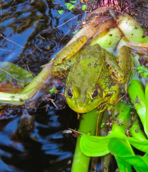 Northern Green frog