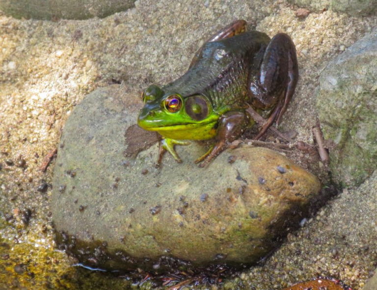 Northern Green frog