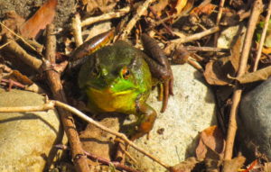 Northern Green frog