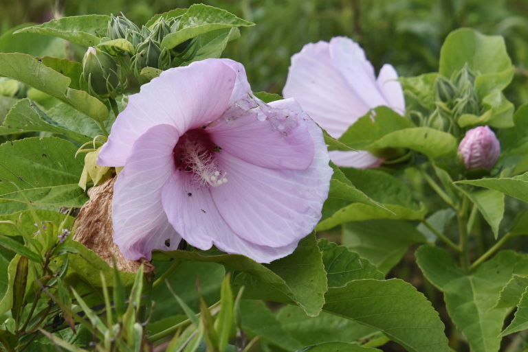 Swamp Rose-mallow