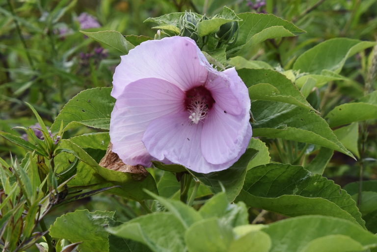 Swamp Rose-mallow