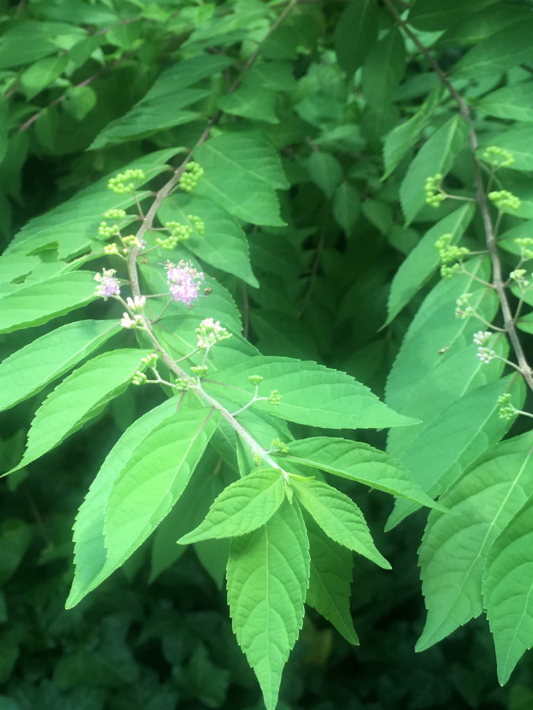 Beautyberry