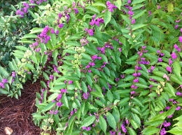 Beautyberry