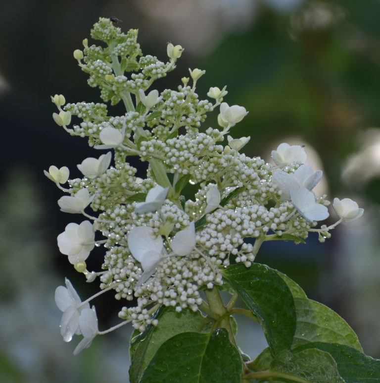 Panicle Hydrangea