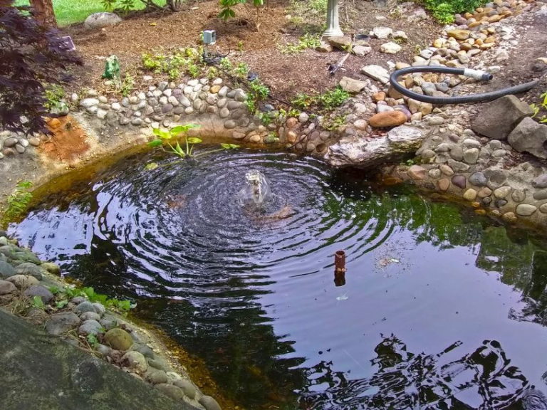Medford frog pond