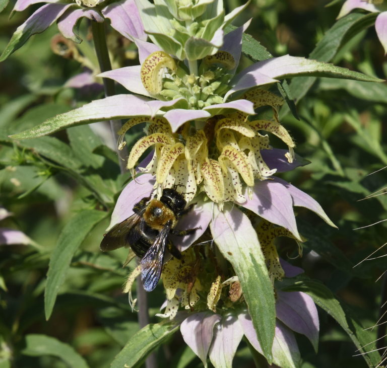 horsemint