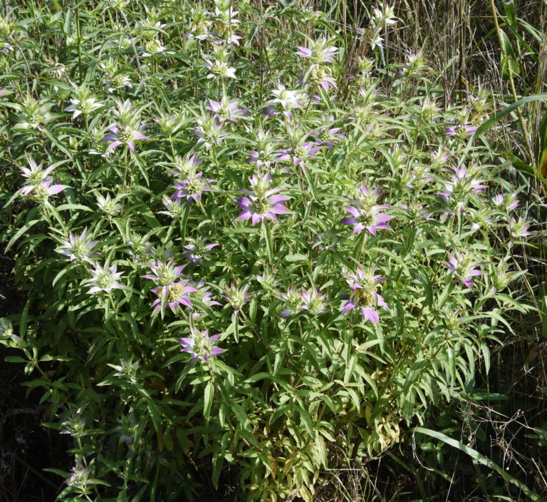 horsemint