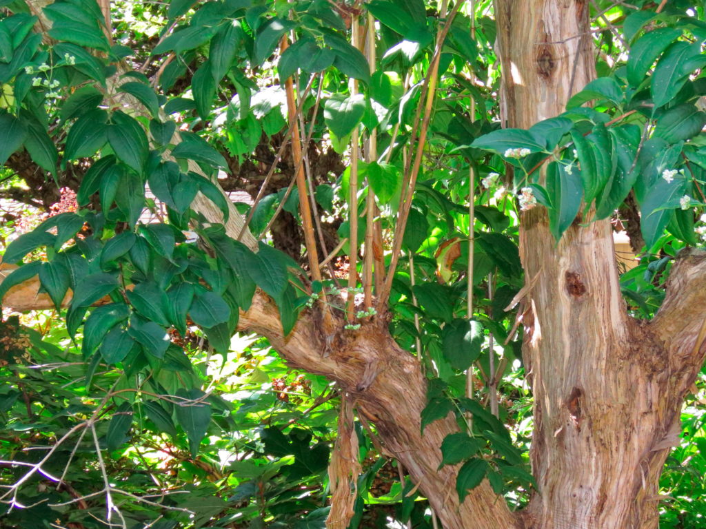 Chinese SevenSun Tree