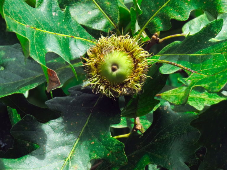 Bur Oak acorn