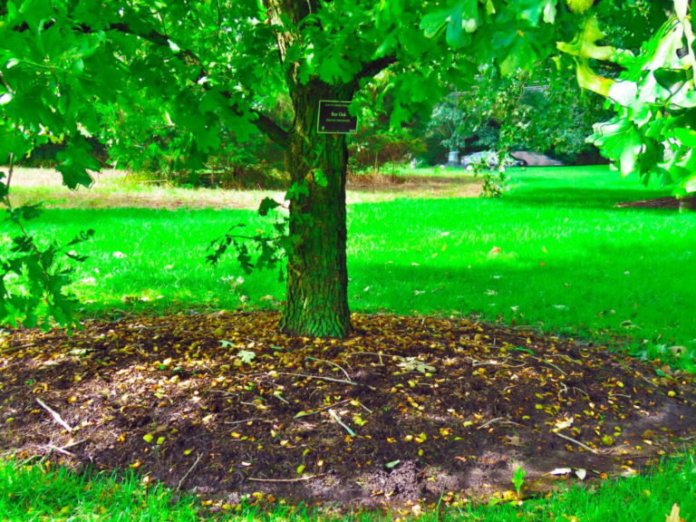 Bur Oak
