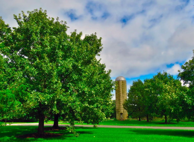 Bur Oak near Medford silo
