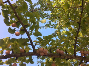 gingko