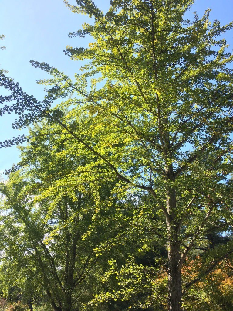 gingko