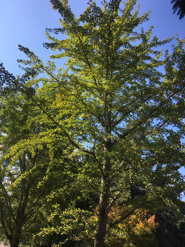 gingko