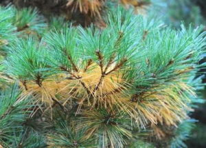 Pine needles yellowing