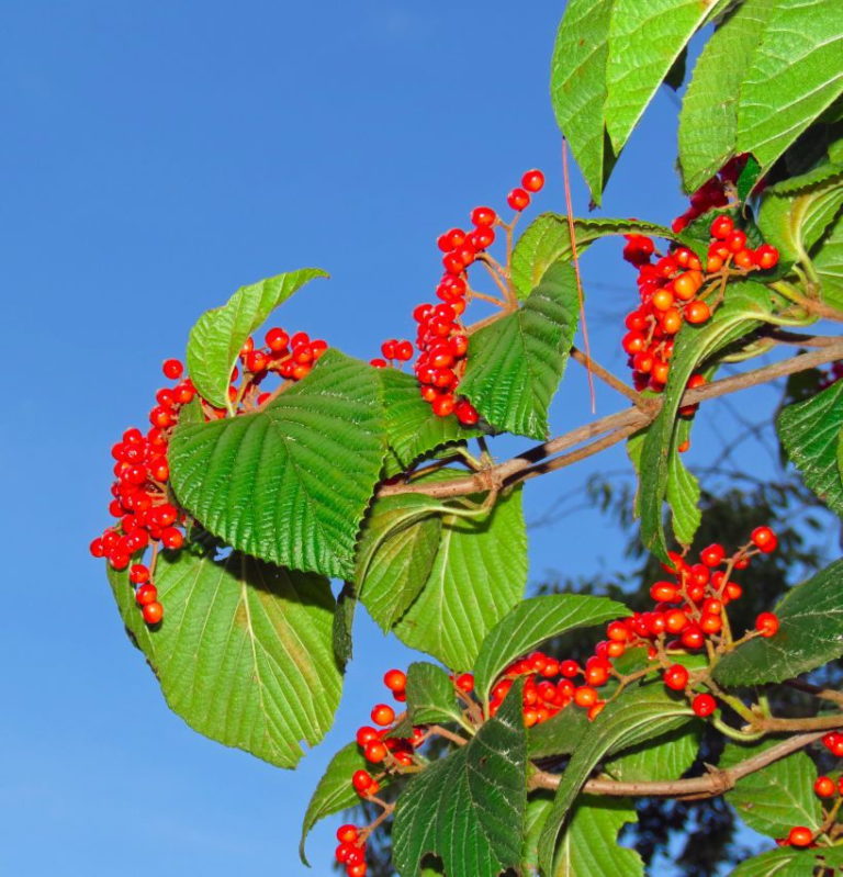 Linden viburnum