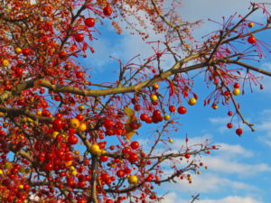 Crabapples in winter