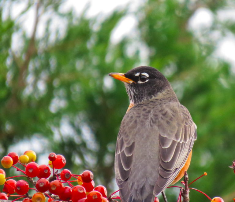 Crabapples in winter