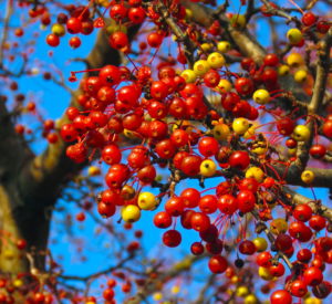 Crabapples in winter