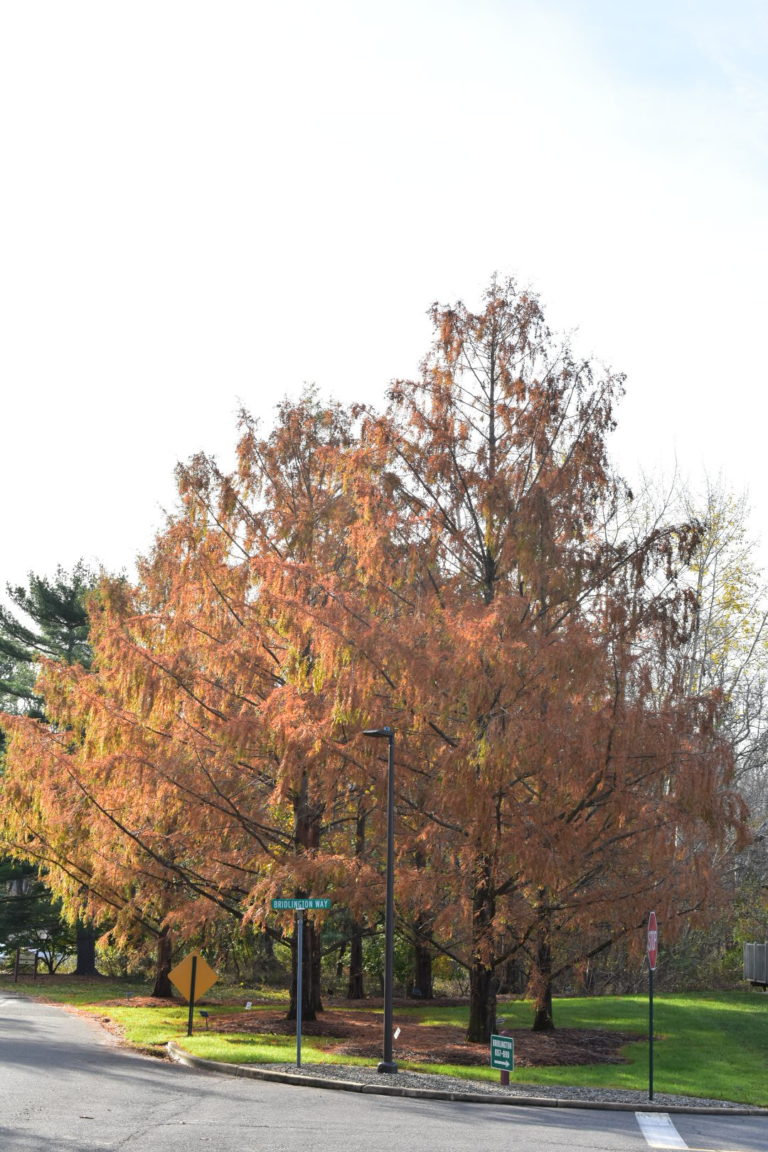Dawn Redwood