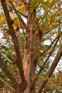 Dawn Redwood