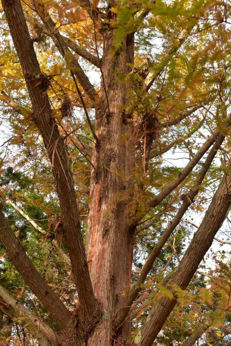 Dawn Redwood