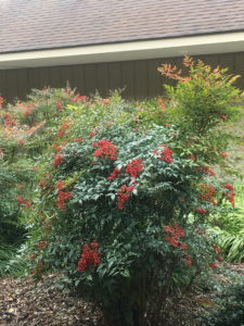 Heavenly Bamboo