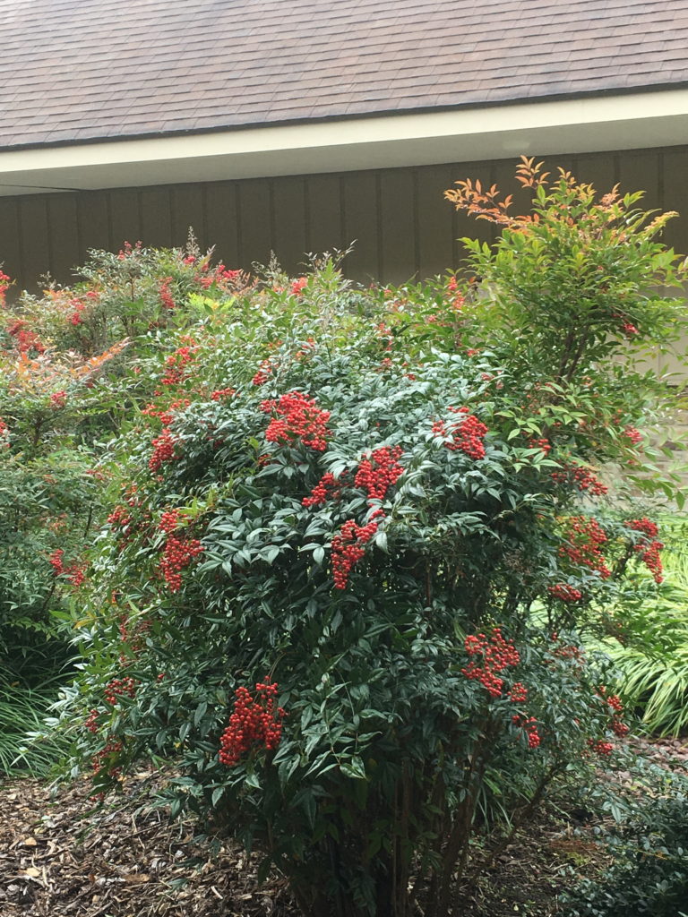 Heavenly Bamboo