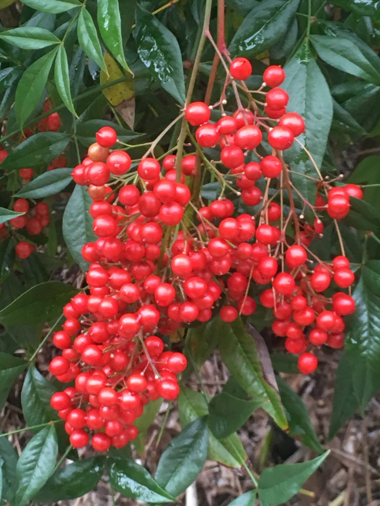 Heavenly Bamboo