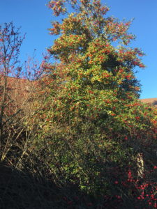 Ilex sp in Court 21
