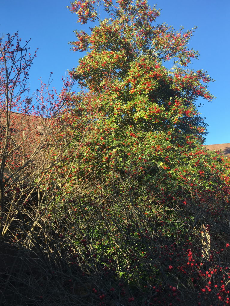 Ilex sp in Court 21