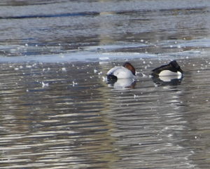 Canvasback and Ringneck