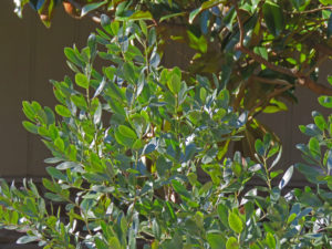 Inkberry foliage