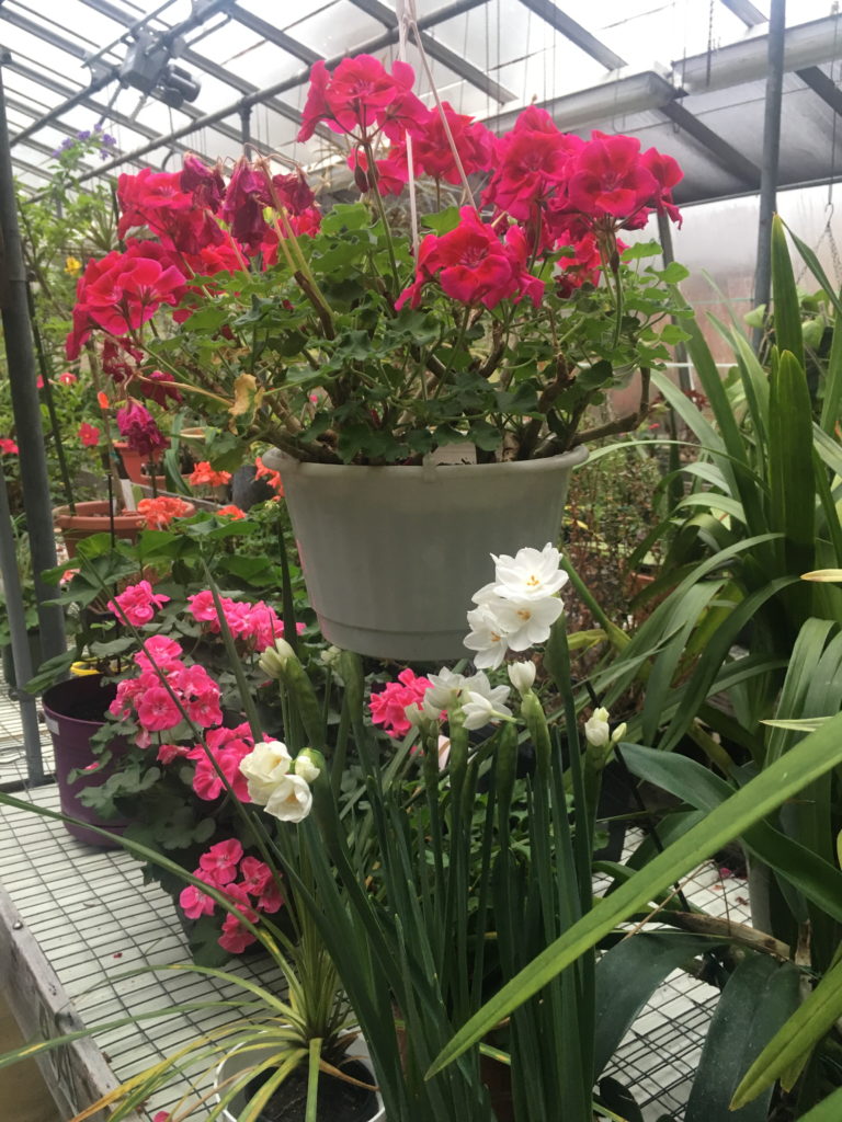 Haddon Greenhouse