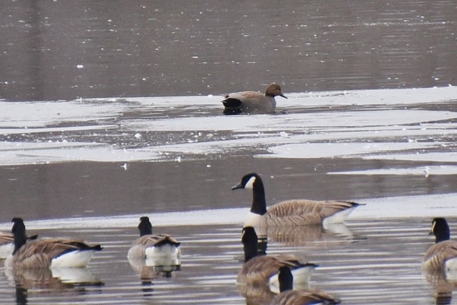 Gadwall behind Canada Geese (Monarch Lake)